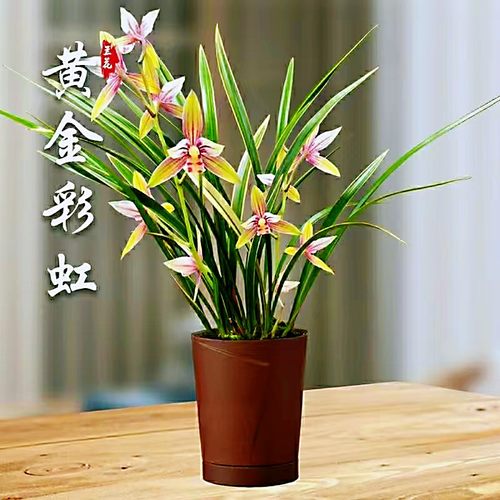 兰花苗建兰七彩玲珑小国魂彩虹仙子浓香带花苞室内好养带花卉盆栽