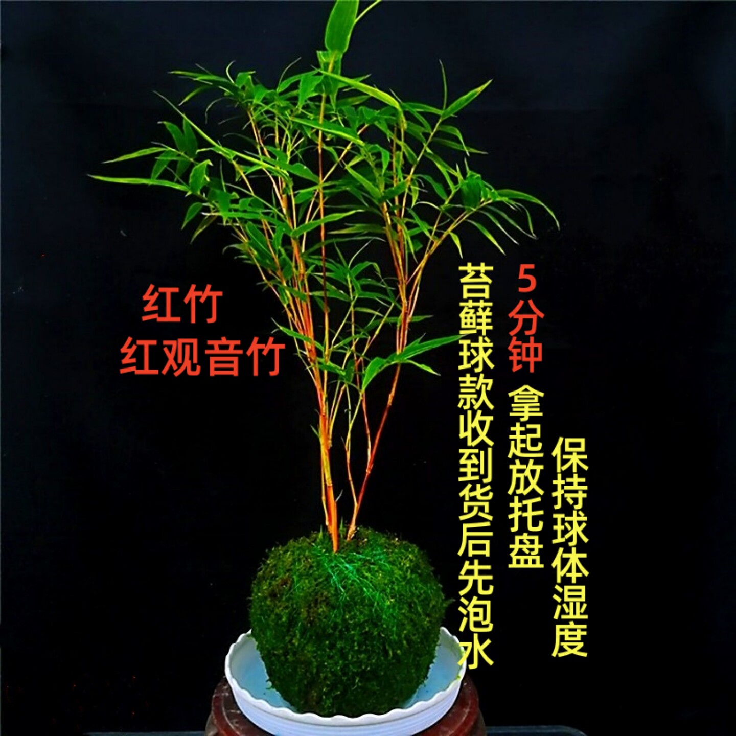 矮款苔藓红观音竹盆栽室内客厅阳台水培绿植耐寒好养植物红竹盆景