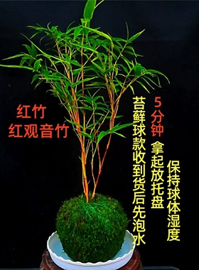 矮款苔藓红观音竹盆栽室内客厅阳台水培绿植耐寒好养植物红竹盆景