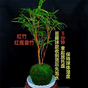 矮款苔藓红观音竹盆栽室内客厅阳台水培绿植耐寒好养植物红竹盆景