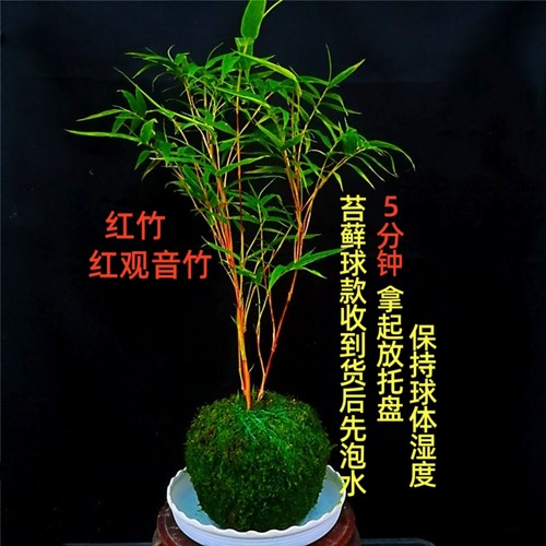 矮款苔藓红观音竹盆栽室内客厅阳台水培绿植耐寒好养植物红竹盆景 - 封面