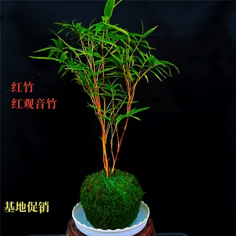 苔藓红观音竹盆栽日本红寒竹室内客厅水培绿植耐寒好养植物竹盆景