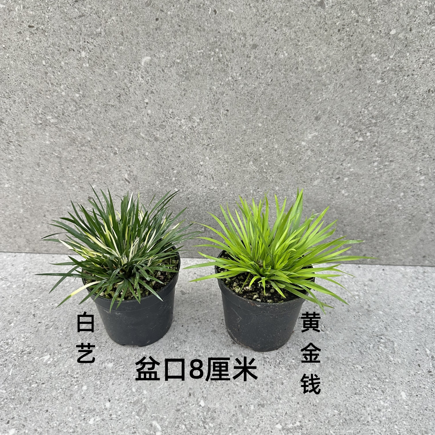 金钱贵船苔微型石菖蒲客厅盆栽