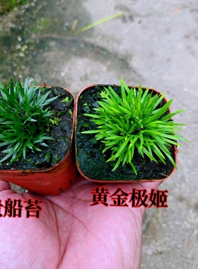 水培微型菖蒲草四季好养室内盆栽