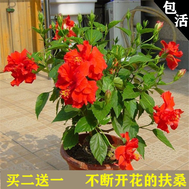 喜阴室外重瓣牡丹庭院扶桑花苗