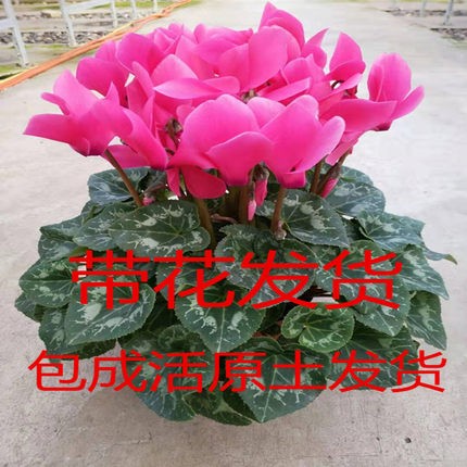 仙客来重瓣好养盆栽植物花卉阳台