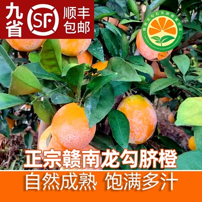 产地直发现摘崇义石灰橙龙勾脐橙