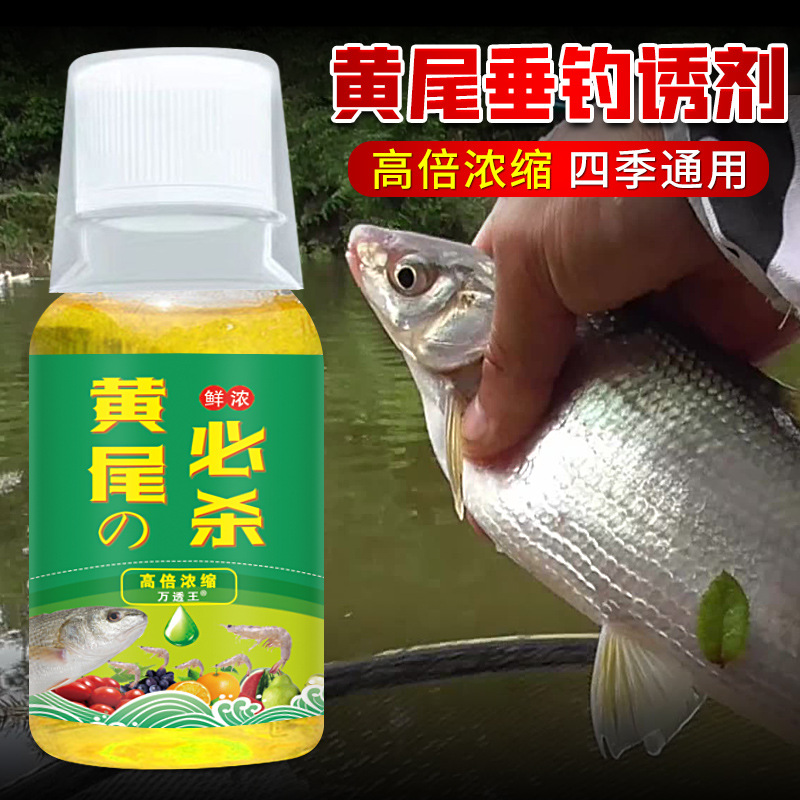 黄尾鲴鱼钓鱼小药野钓红黄尾银鲴