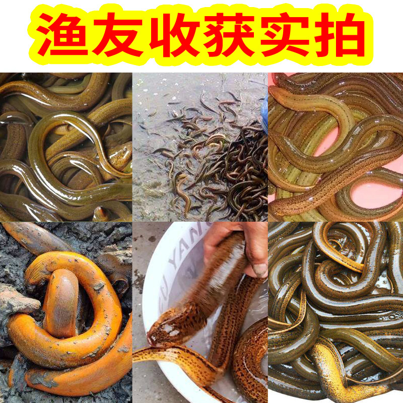 谷蜀香开口专家钓鱼饵料窝料鲫鲤