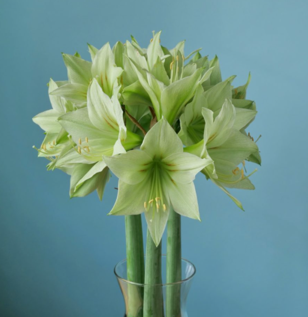 现货 绿色山谷 荷兰进口朱顶红 荷兰花园艺 满268元送盲盒