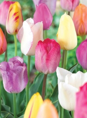 现货 荷兰进口郁金香5度球种球  荷兰花园艺 满268元送盲盒