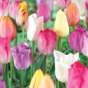 满268元 荷兰花园艺 送盲盒 荷兰进口郁金香5度球种球 现货