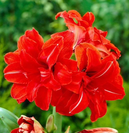 现货 红孔雀 秘鲁进口朱顶红种球荷兰花园艺 满268元赠盲盒