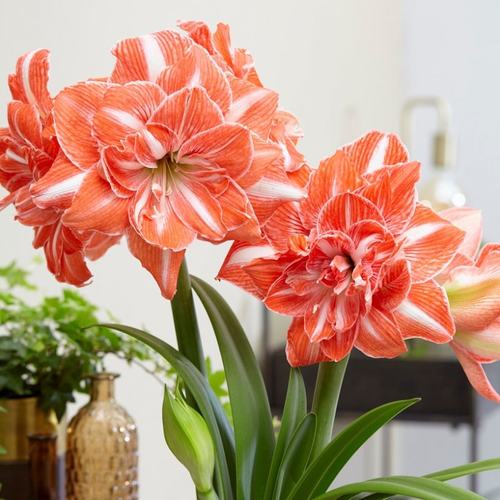 阳光少女荷兰朱顶红种球