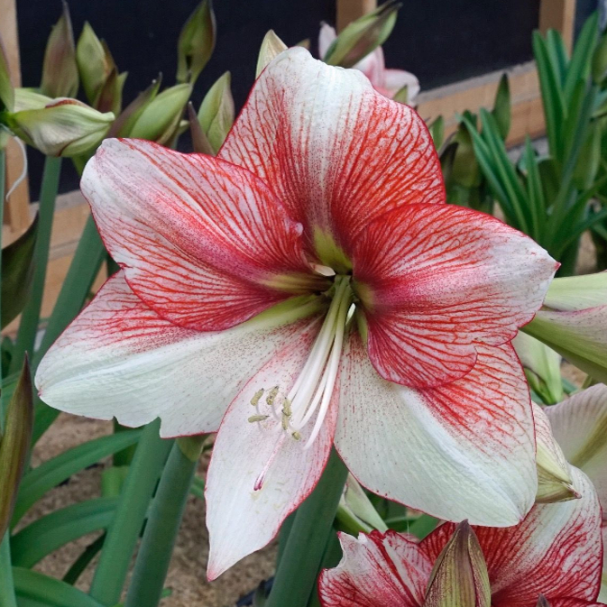 宏伟幻想进口朱顶红荷兰花园艺