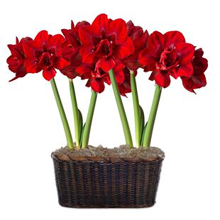 现货 天鹅妮芙/重瓣黑天鹅 荷兰进口朱顶红 满268元送盲盒