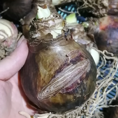 朱顶红残次球（四）荷兰花园艺