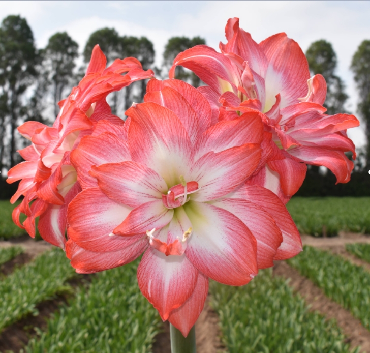 蒂卡舞曲/梦露/莎拉荷兰花园艺