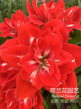 快乐妮芙进口朱顶红荷兰花园艺