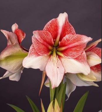 现货 终极幻想  新品大花 荷兰进口朱顶红种球 荷兰花园艺