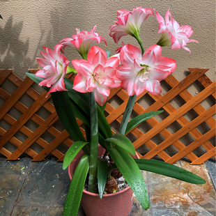 现货 花孔雀/孔雀开屏 秘鲁进口朱顶红种球 荷兰花园艺