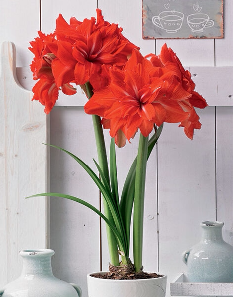 现货 双马戏团 荷兰进口朱顶红种球 荷兰花园艺 满268元送盲盒