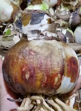 巨无霸朱顶红大球荷兰花园艺