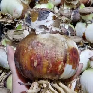 现货 巨无霸 进口朱顶红大球 荷兰花园艺满268元赠盲盒