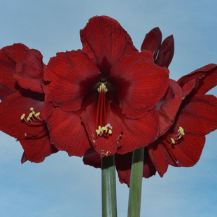 现货 安第斯黑天鹅（安第斯日落） 秘鲁进口朱顶红 荷兰花园艺