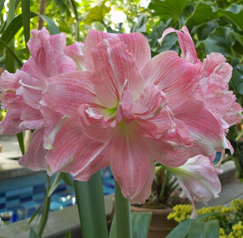 玫瑰花样南非朱顶红荷兰花园艺