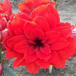 现货 芙蓉王/蒂卡莲花 秘鲁进口朱顶红种球 荷兰花园艺