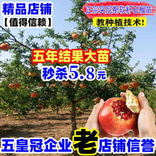 突尼斯软籽石榴树苗特大南方北方种植品种甜石榴树苗盆栽地栽庭院