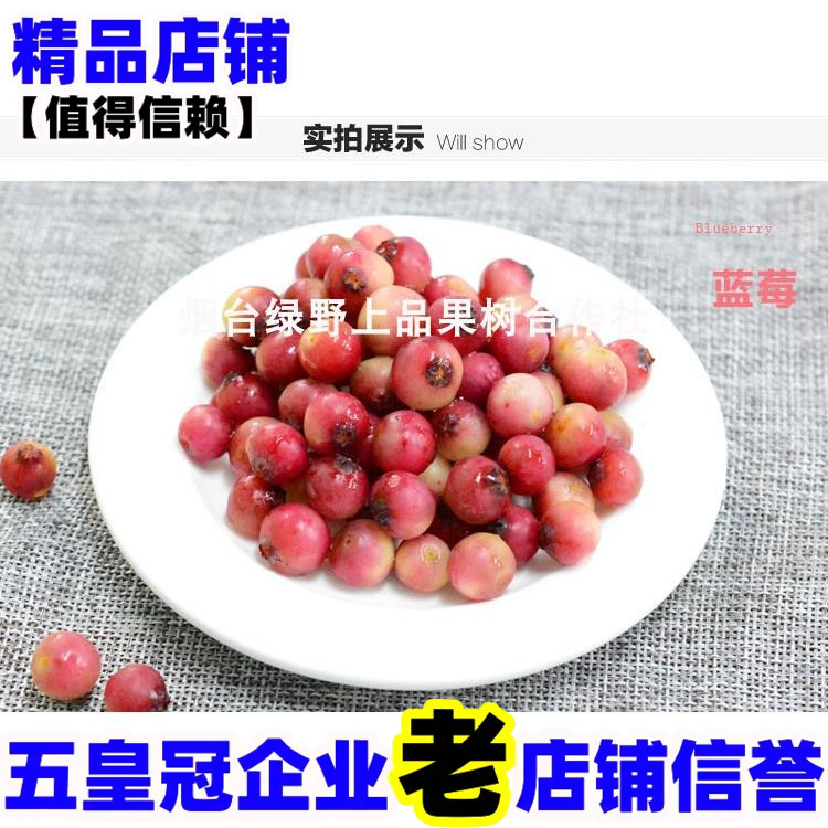 红粉佳人蓝莓苗北方南方种植果树