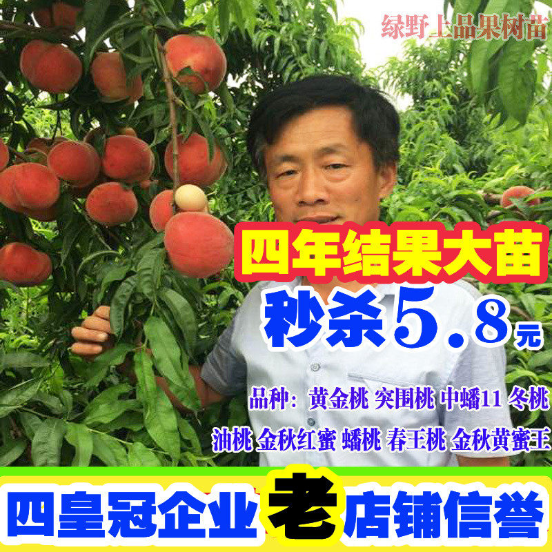 嫁接桃树苗特大晚熟冬桃雪桃子新品种黑桃皇后南北方盆栽地栽种植