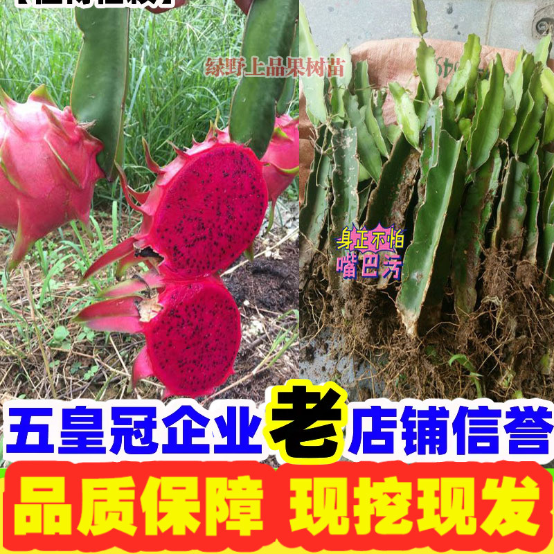 红心火龙果盆栽种植四季南方果树