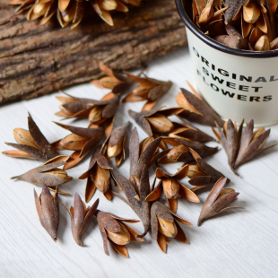 【玉兰果】原生态植物干花果实创意干花环永生花手工材料装饰摆设