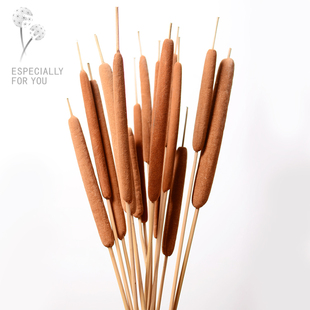 【蒲棒】天然干花材居家装饰插花 实体店文艺风软装 客厅茶几花艺