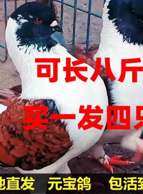 可张八斤元宝鸽现货速发