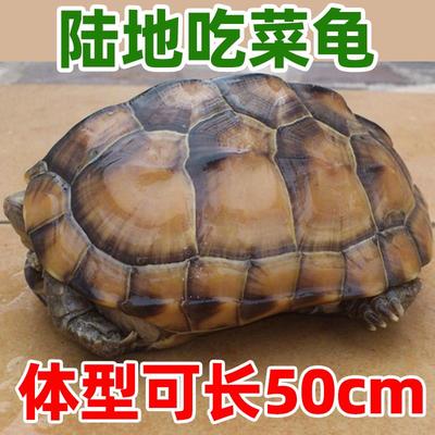 陆地巨型草龟吃菜龟活体
