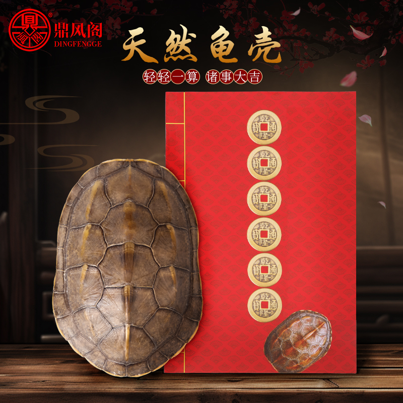 天然好运乌龟壳真龟甲文玩六爻摇卦工具乾隆铜钱算挂手把件摆件