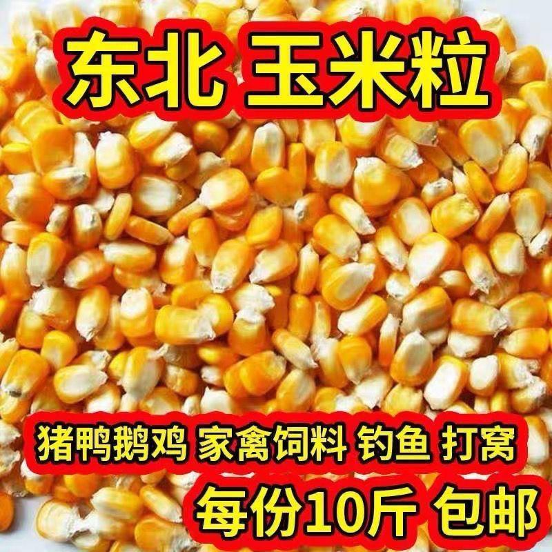 农家新玉米粒喂鸡鸭鹅饲料钓鱼打窝粮食清仓玉米粒养鸡鸭鹅饲料