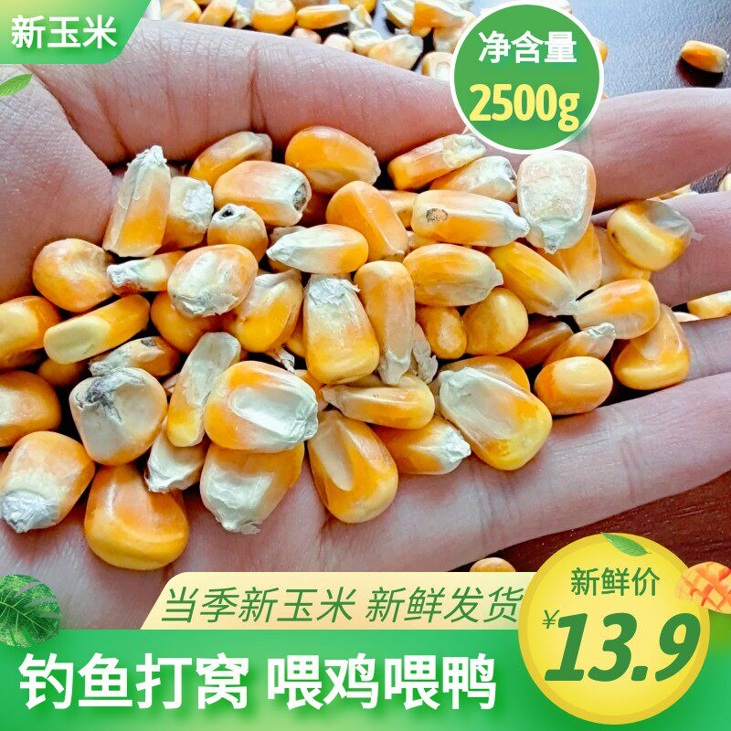 5斤2025年玉米粒大颗粒干玉米粒玉米鸽子鸡鸭鸟鸽子饲料打窝鱼饵