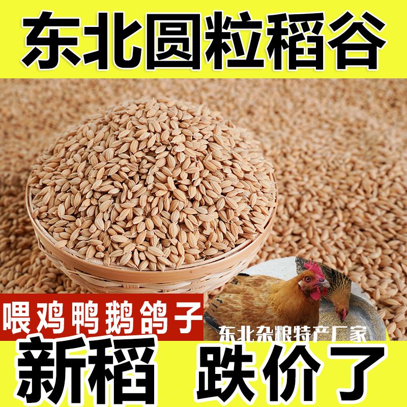 东北稻谷100斤批发稻谷50斤特价带壳稻谷20kg鸡鸭鸽子宠物饲料10