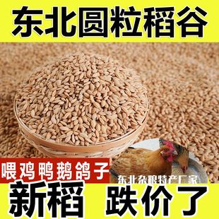 东北稻谷100斤批发稻谷50斤特价 带壳稻谷20kg鸡鸭鸽子宠物饲料10