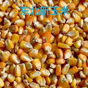 东北黑龙江新玉米粒潮粮鸡鸭鹅猪牛羊饲料鸽子粮钓鱼全国包邮