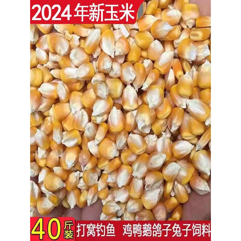 干玉米粒喂鸡鸭鹅鸟鸽子食饲料酿酒打窝钓鱼饵大物农家宠物苞米粒