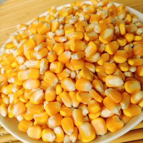 玉米粒整颗粒干玉米粒散装玉米干货养殖玉米粒鸡喂鸭鸽子饲料打窝