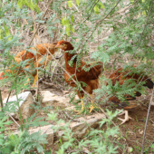 野生放养正宗农家散养真正土鸡蛋新鲜笨鸡种蛋 军绿生态农业