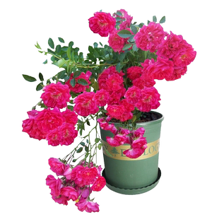 红色木香花大苗爬藤四季阳台庭院花卉攀援植物楼顶拱门蔷薇黄木香