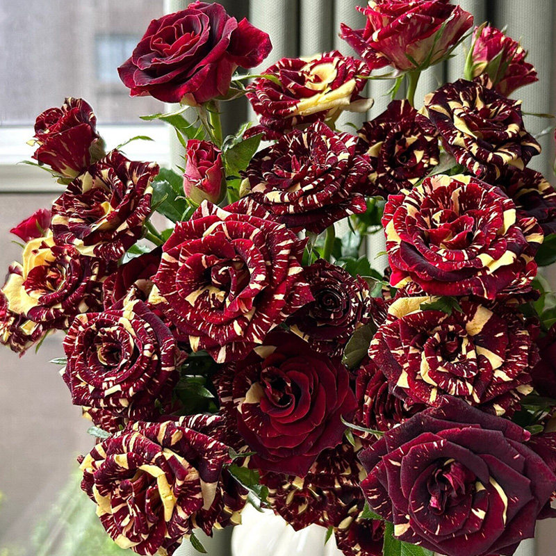流星雨条纹月季花大苗盆栽阳台庭院玫瑰花室内外观花绿植花卉植物,鲜花速递/花卉仿真/绿植园艺,月季/蔷薇/玫瑰,淘宝优惠券,粉丝福利购,淘宝优惠卷
